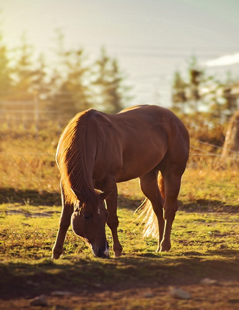 Easy Horse records